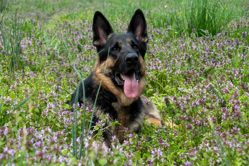 Незапланированная беременность – неприятное последствие течки у немецкой овчарки