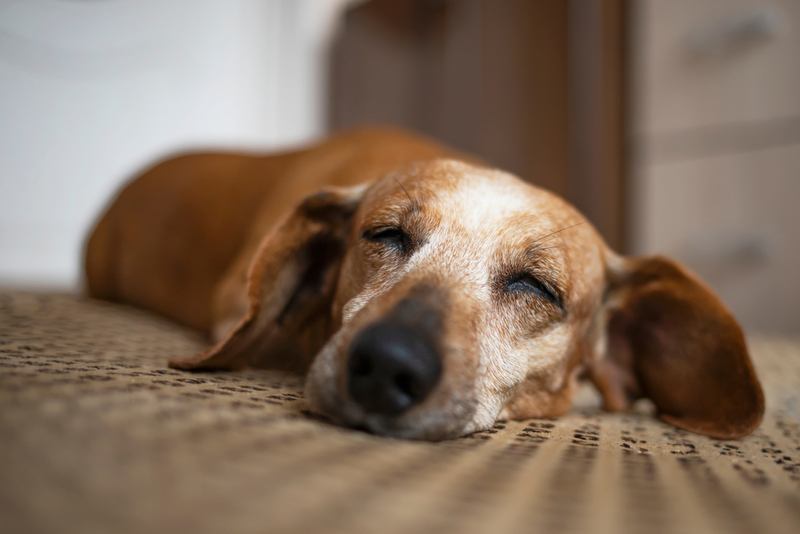 Собаке с лептоспирозом нужен покой