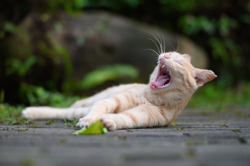 Из-за чего у кошки могут выпадать зубы?