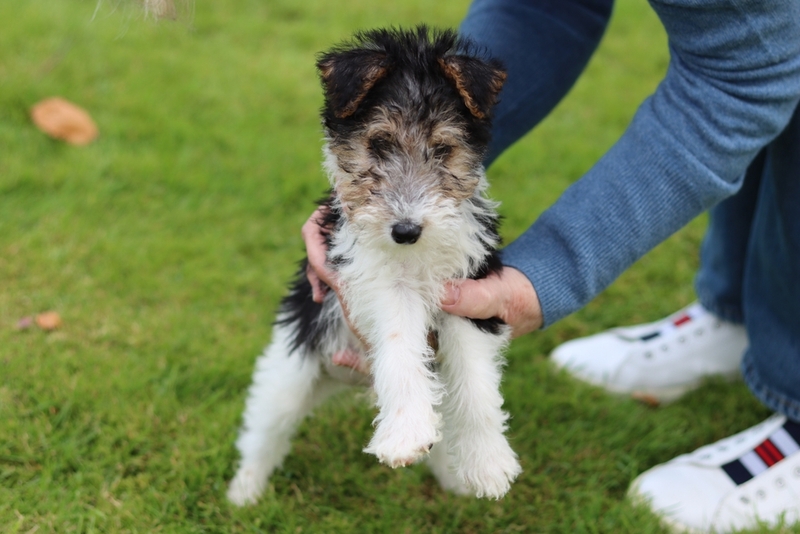 То, как долго проживет фокстерьер, зависит от наличия у него болезней