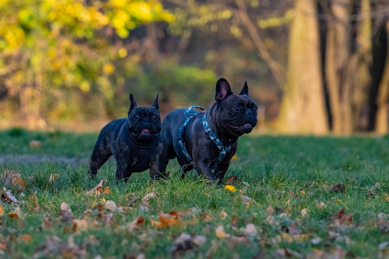 У французских бульдогов имеются характерные заболевания