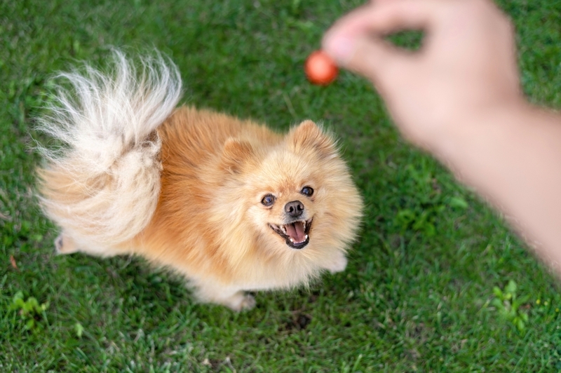 Померанский шпиц – гипоаллергенная порода или нет?