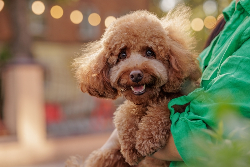 Важно знать, сколько дней длится беременность у мальтипу