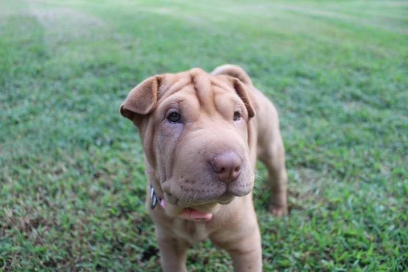 Хозяину важно следить за тем, сколько весит шарпей