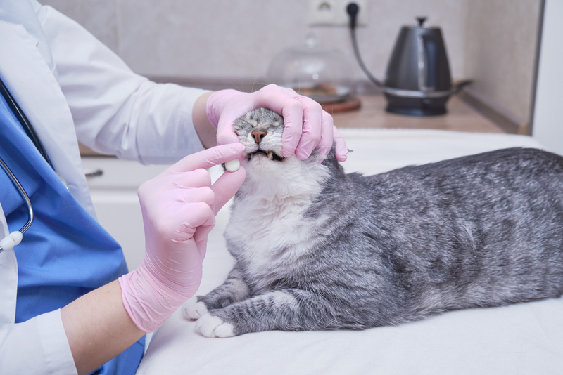 Лечение гипотиреоза у кошек включает прием лекарств