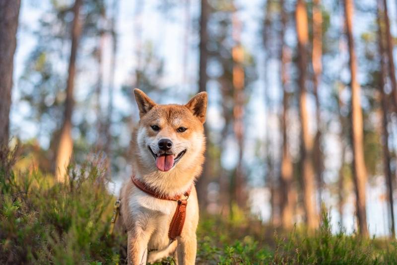 Сколько живут сиба-ину: продолжительность жизни собаки в домашних условиях
