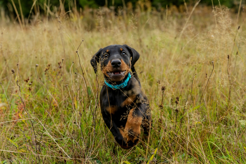 Чем кормить щенка добермана?