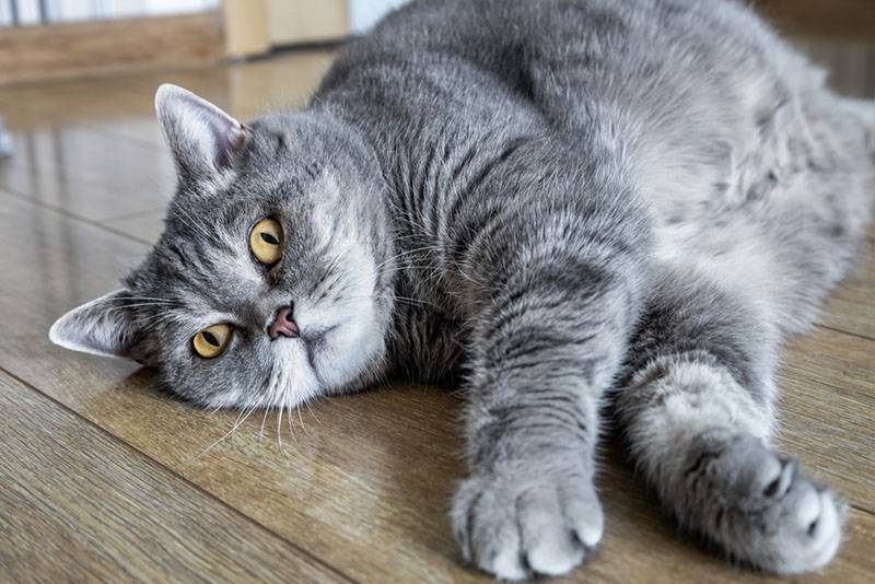 Как понять, что кошка заболела – можно ли определить, что ей плохо?