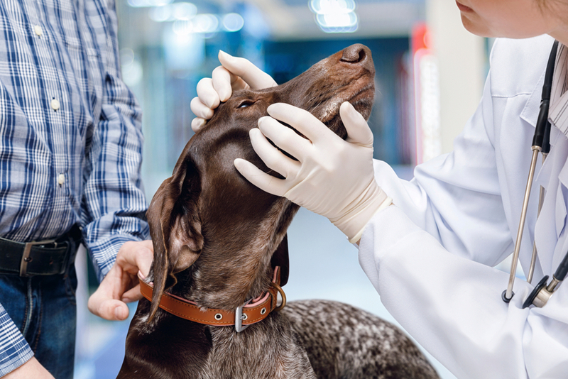 Собаке с синдромом Горнера необходима диагностика