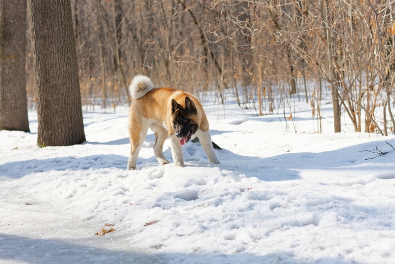 Кастрация влияет на то, как долго проживет американская акита