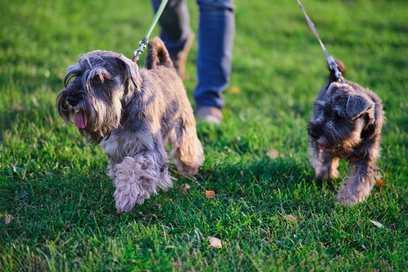 То, сколько весит цвергшнауцер, зависит от разных факторов