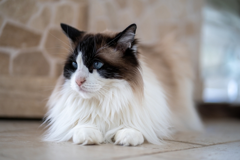 Прогноз для кошки с пиелонефритом может быть разным