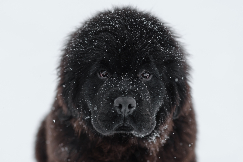 Ньюфаундленд – верная порода собак