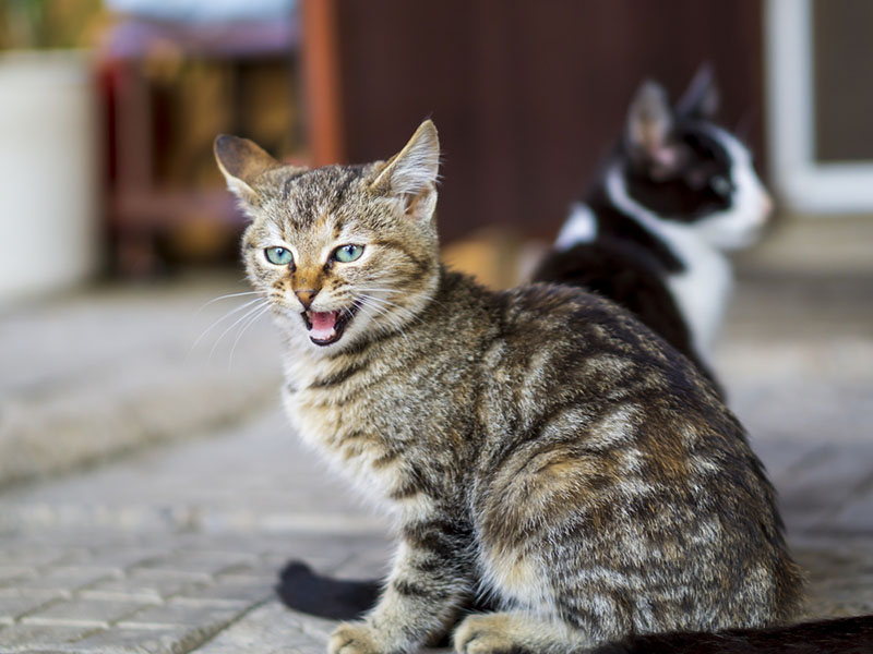 кошки шипят друг на друга, когда чувствуют угрозу