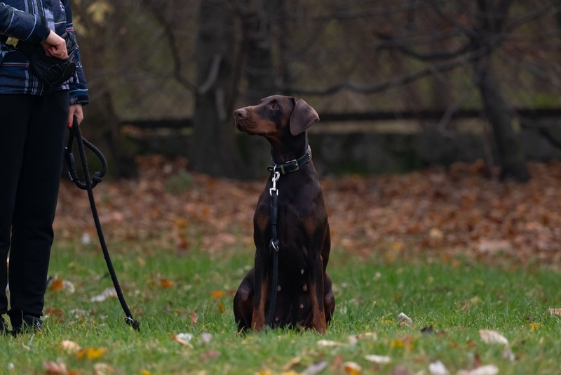Течка у добермана проходит в несколько этапов