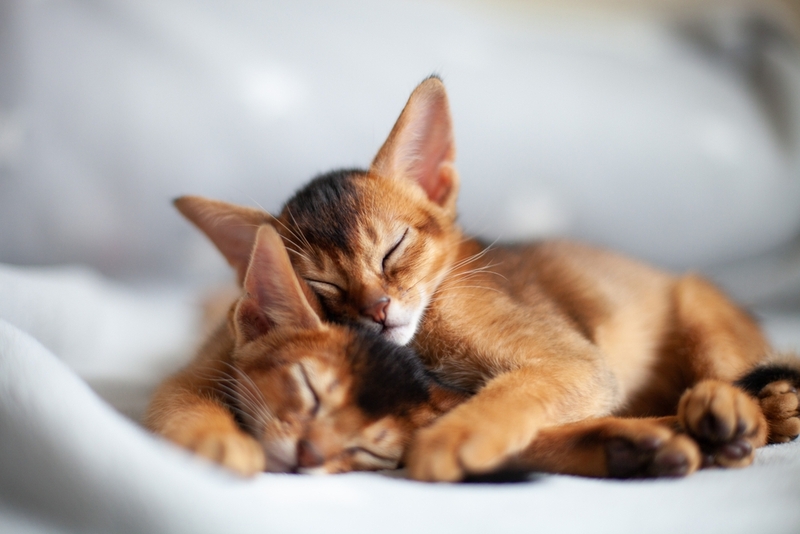 Бывает ли аллергия на абиссинских кошек?