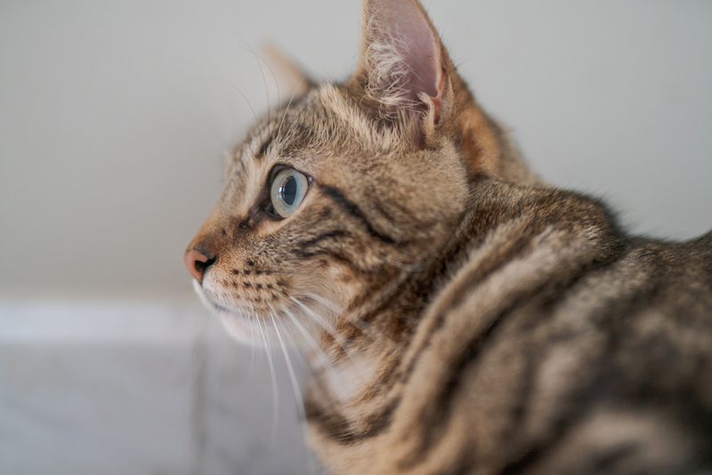 При гиперпаратиреозе у кошек ухудшается общее состояние