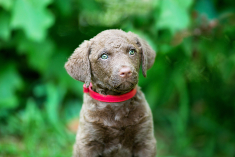 Порода собак чесапик-бей-ретривер