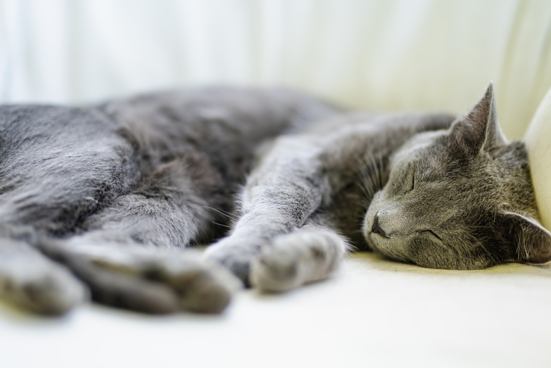 Сколько русские голубые кошки живут в домашних условиях?