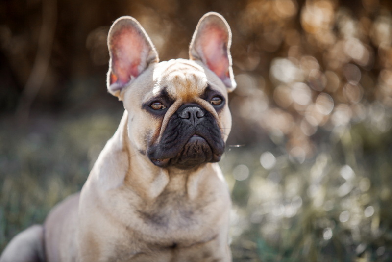 Владельцу важно знать, сколько длится беременность у французского бульдога