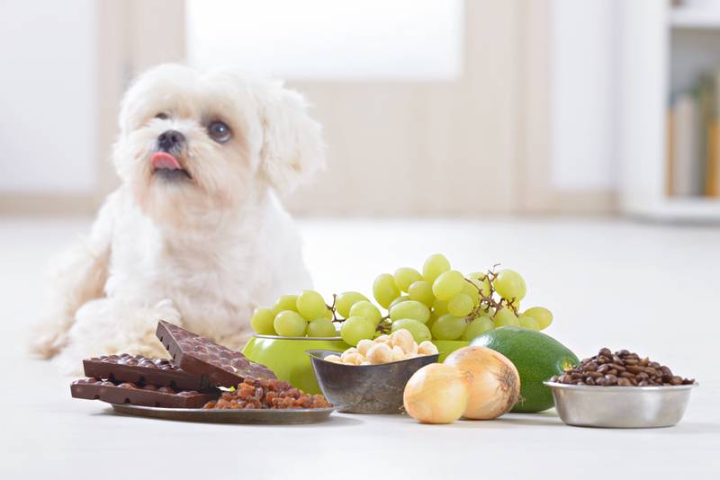 Можно ли давать собакам виноград?