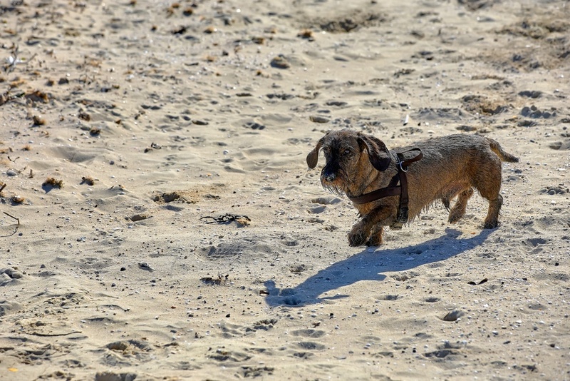 Важно следить, сколько весит такса по мере роста