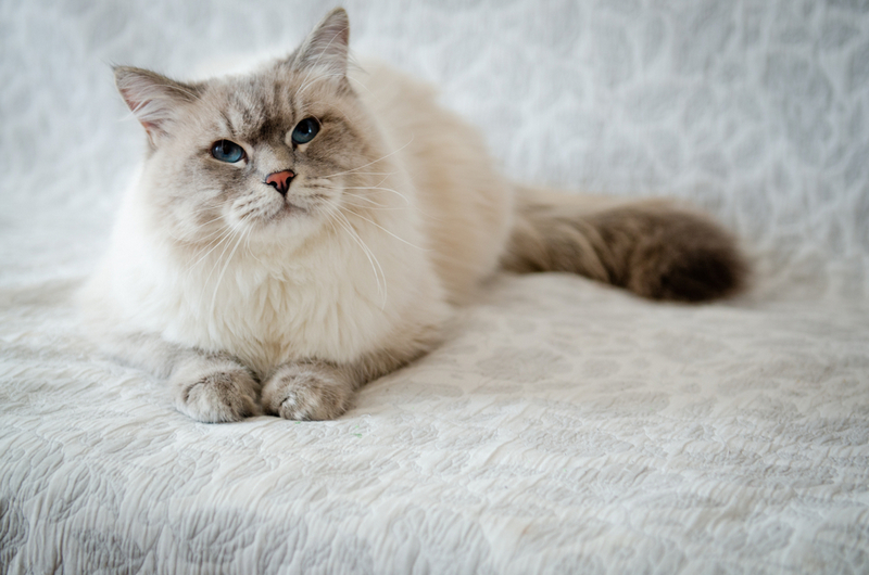 Вес невской маскарадной кошки зависит от некоторых факторов