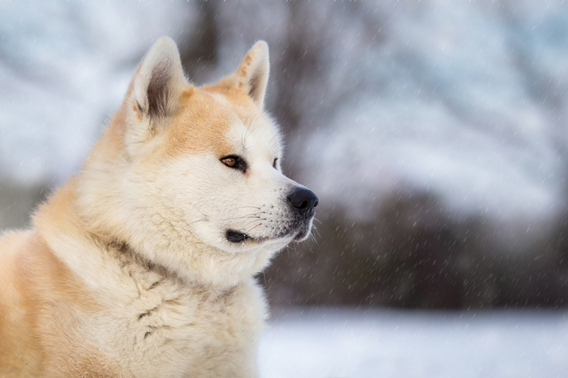 Болезни влияют на то, сколько живут акита-ину
