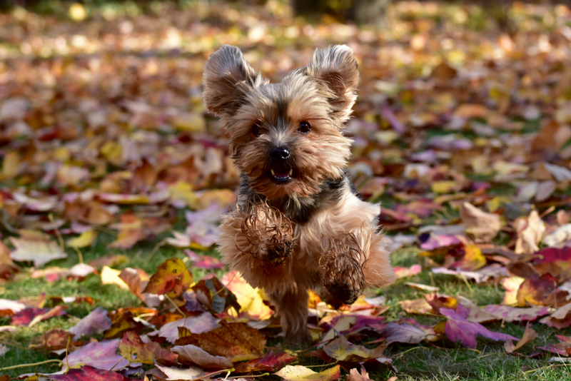 Владельцу важно знать, сколько длится беременность у йоркширского терьера