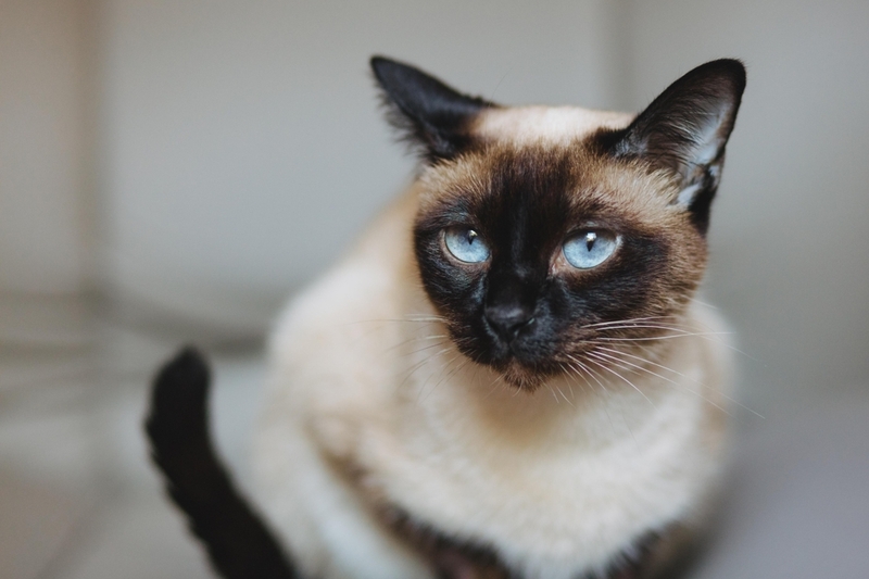 Энцефалит у кошки может развиться на фоне онкологии