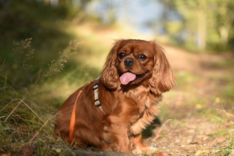 Кавалер-кинг-чарльз-спаниель – очень добрая порода собак