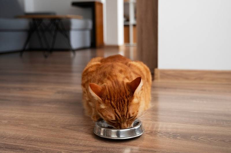 За аппетитом кошки с дирофиляриозом важно следить