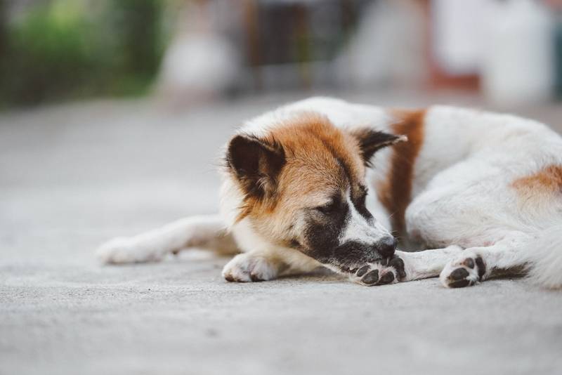Власоеды у собак: фото, симптомы, лечение и профилактика