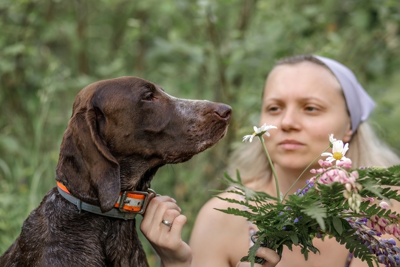 Курцхаар – немецкая порода собак с пятнами