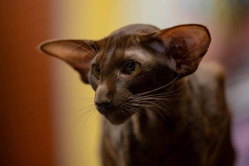 Вес ориентальной кошки растет по мере взросления