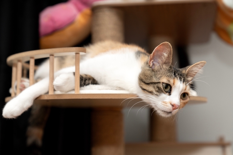 Сахарный диабет у кошек бывает двух типов