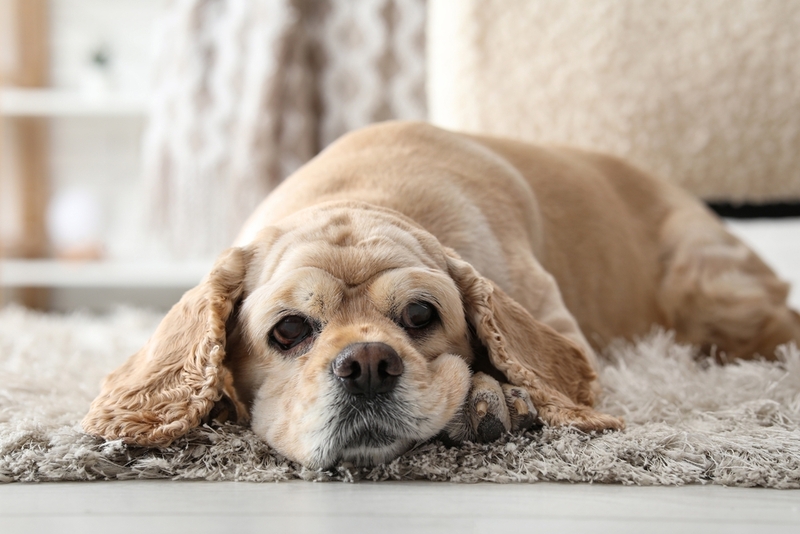 Кокер-спаниель – вислоухий пес