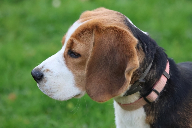 Важно знать, сколько по времени длится беременность у бигля