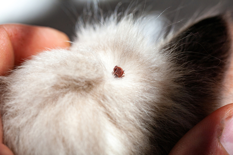 Иксодовый клещ на кошке