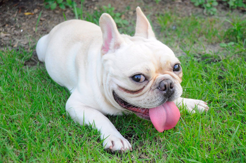 Имя для мальчика французского бульдога должно выбираться обдуманно