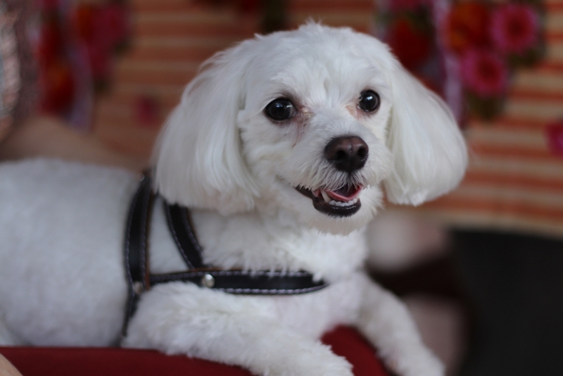 Во время беременности и после родов мальтийской болонке нужен уход