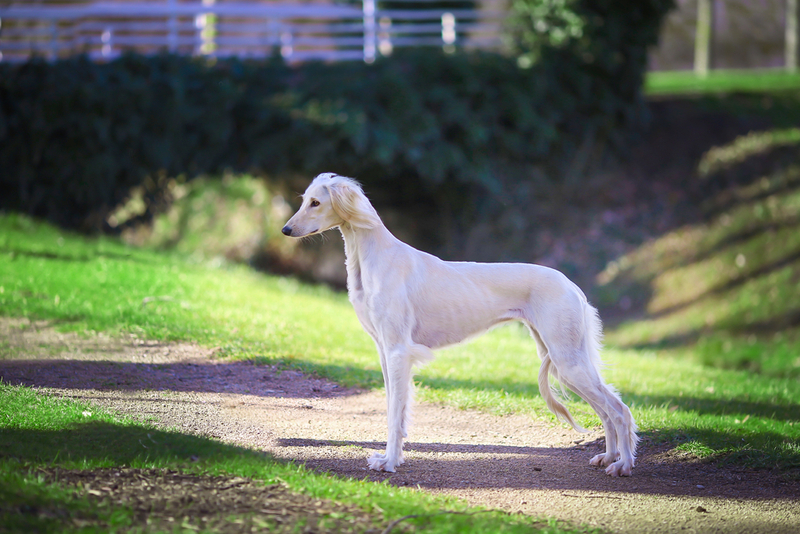 Салюки — красивые собаки с ранимым характером