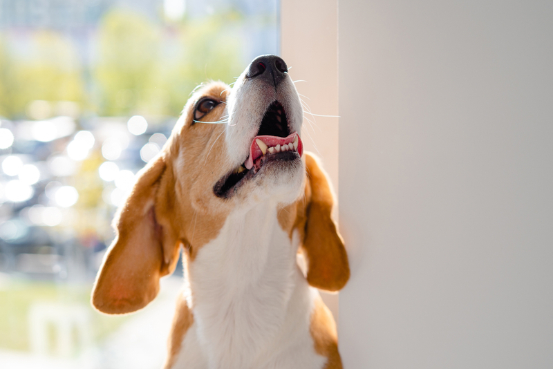 Определить, сколько прожил бигль, можно по зубам