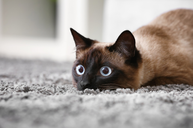 Можно ли научить кошку ловить мышей?