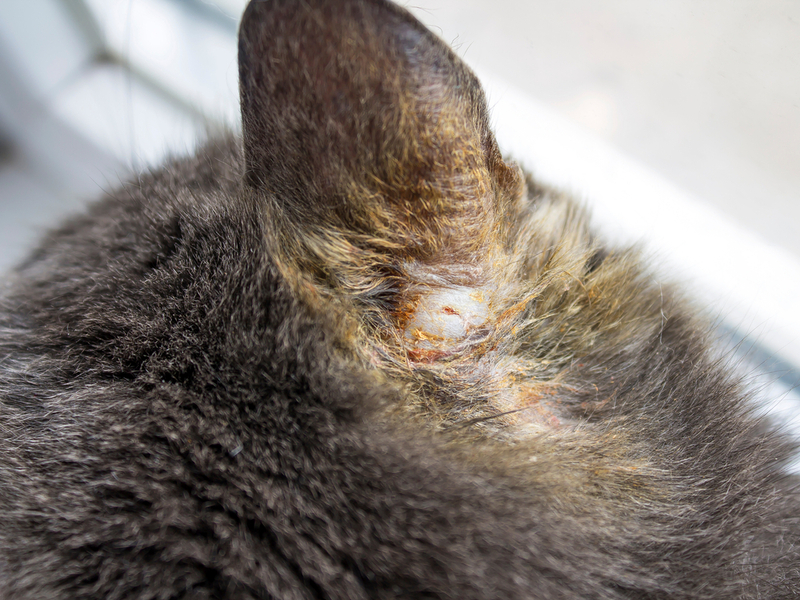 Понять, что у кошки лишай, можно по наличию корочек