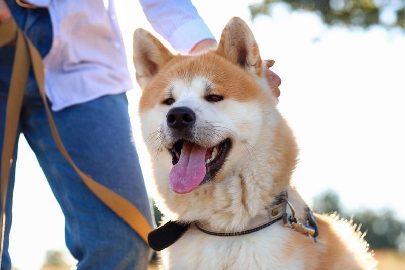 Японские собаки – 15 пород родом из Японии с фото и описанием