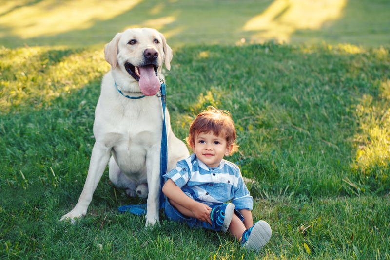 Дети часто заражаются лишаем от собак