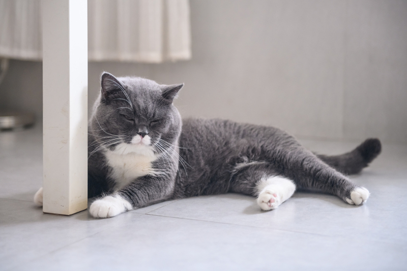 Кошки, склонные к набору веса, должны получать больше клетчатки