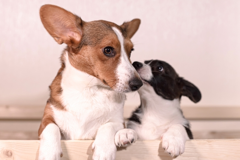 Древние имена отлично подходят для корги-мальчика