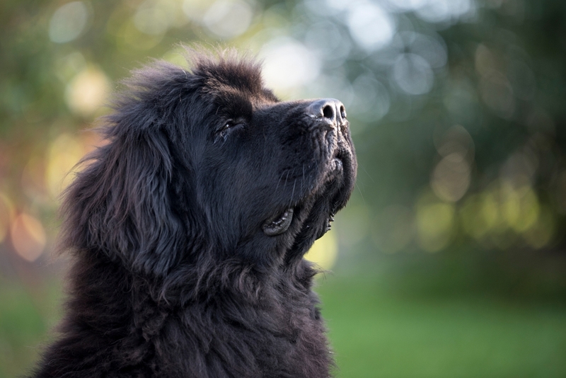 Общение влияет на продолжительность жизни ньюфаундленда